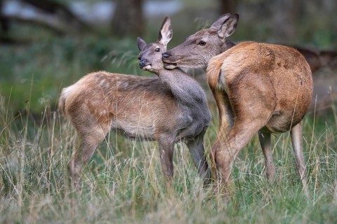 Red deer (Cervus elaphus), calf and doe, Klamptenborg, Copenhagen, Denmark