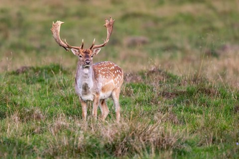 Fallow deer (dama dama), Klamptenborg, Copenhagen, Denmark