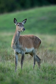 Red deer (Cervus elaphus), female, hunting, Klamptenborg, Copenhagen, Denmark