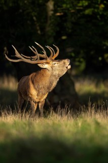 Red deer (Cervus elaphus) in rut, roaring, hunting, Klamptenborg, Copenhagen, Denmark
