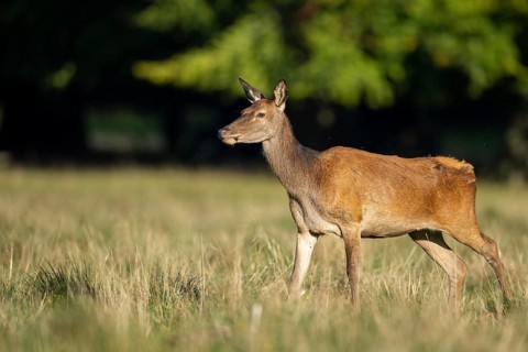 Red deer (Cervus elaphus), doe, bare deer, hunting, Klamptenborg, Copenhagen, Denmark
