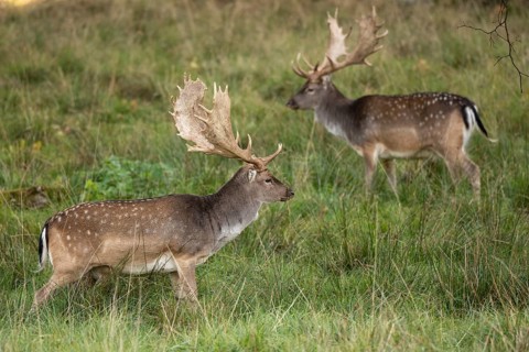 Fallow deer (dama dama), Klamptenborg, Copenhagen, Denmark