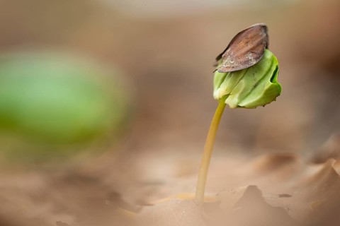 Beech seedling on forest floor in Jasmund National Park, Sassnitz, Rügen, Mecklenburg-Western