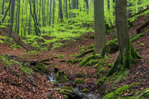 Kiel stream in Jasmund National Park on Rügen, Sassnitz, Rügen, Mecklenburg-Western Pomerania,