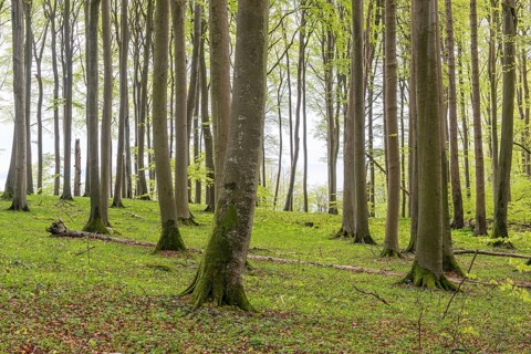 Beech forest on chalk cliffs in Jasmund National Park on Rügen, Sassnitz, Rügen,