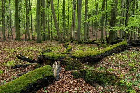 Old beech forest with dead wood in Jasmund National Park on Rügen, Sassnitz, Rügen,
