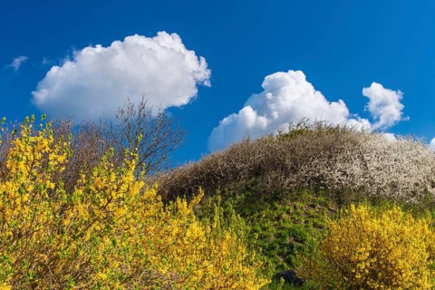 Flowering broom (Genista) at the Tempelberg on Rügen, Rügen, Bobbin, Mecklenburg-Vorpommern,