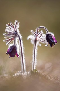 Meadow pasque flower (Pulsatilla pratensis), Rügen, Binz, Mecklenburg-Western Pomerania, Germany