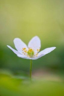 Wood anemone (Anemone nemorosa), Rügen, Sassnitz, Lower Saxony, Germany