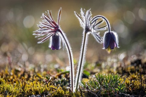 Meadow pasque flower (Pulsatilla pratensis), Rügen, Binz, Mecklenburg-Western Pomerania, Germany