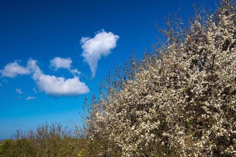 Blooming sloe hedge, Rügen, Bergen, Mecklenburg-Western Pomerania, Germany