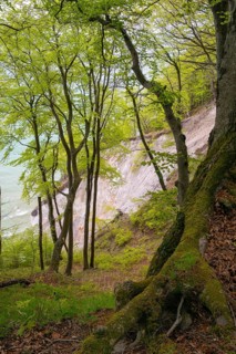 Beech forest with view of chalk cliffs in Jasmund National Park on Rügen, Sassnitz, Rügen,