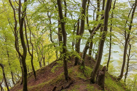 Beech forest with view of chalk cliffs in Jasmund National Park on Rügen, Sassnitz, Rügen,
