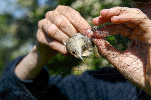 A female blackcap (Sylvia atricapilla) is released by hands from a net in the sunlight to be