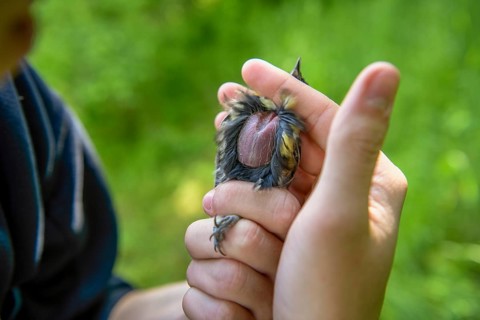 Close-up of a great tit (Parus major), young researcher checks breeding spot and nutritional status