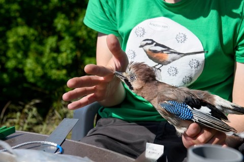 Eurasian jay (Garrulus glandarius) nipping a young scientist's hand during a survey during a