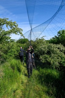 Three people set up a Japanese network for scientific bird trapping, bird research, ringing,