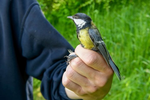 A person holds a great tit (Parus major) in his hand in front of a green background, bird migration
