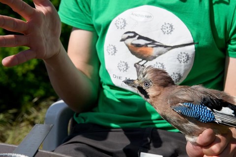 Eurasian Jay (Garrulus glandarius) being held by a person as part of a survey during a ringing