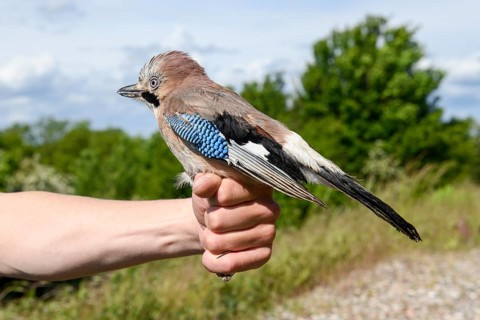 Eurasian Jay (Garrulus glandarius) being held by a person, the ringing operation in front of its