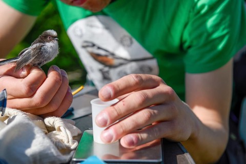 Close-up of a person examining a long-tailed tit (Aegithalos caudatus), bird research, ringing,