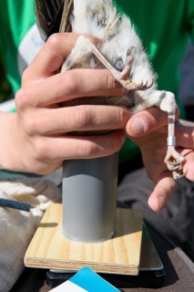 Bird leg with ring held on a scale, jay (Garrulus glandarius) from a ringing campaign, Münsterland,