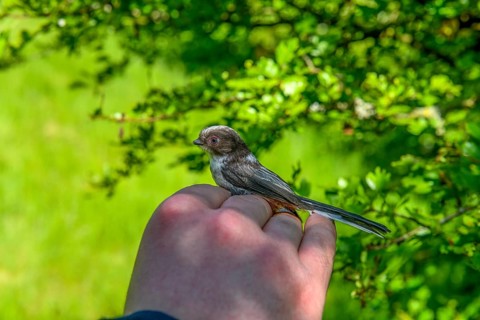 A long-tailed tit (Aegithalos caudatus) is carefully held in the hand in front of a natural green