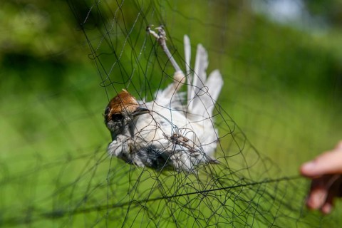 A female blackcap (Sylvia atricapilla) is caught in a net Bird migration research, Münsterland,