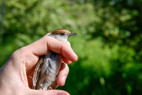 A female blackcap (Sylvia atricapilla) is carefully held by hands in front of a soft green