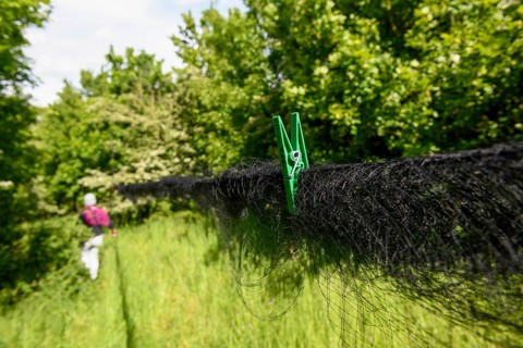 A Japan net for catching migratory birds with a green bracket is secured with trees in the