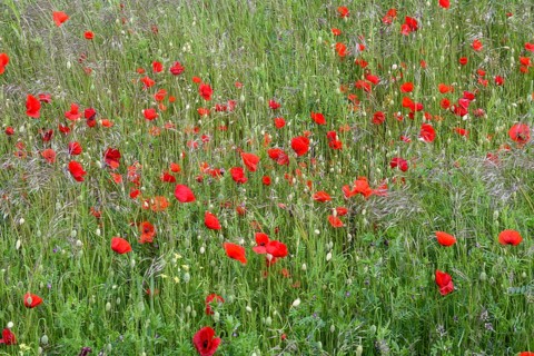 A lush field of red poppies (Papaver rhoeas) radiating a calm and idyllic atmosphere, Münsterland,