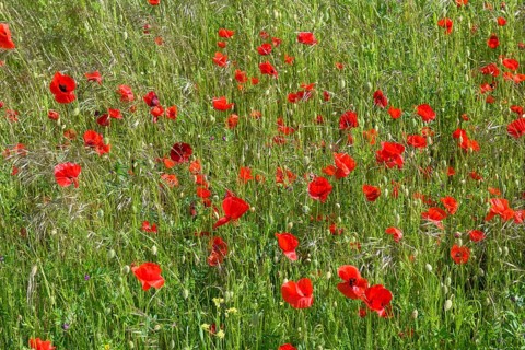 A flowering poppy field (Papaver rhoeas) with intense red flowers under a sunny sky, Münsterland,
