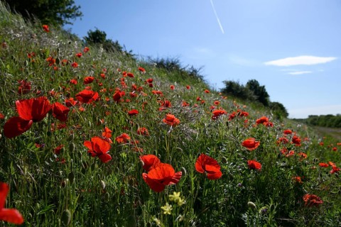 Bright red poppies (Papaver rhoeas) blooming in a green meadow under a blue sky, Münsterland, North