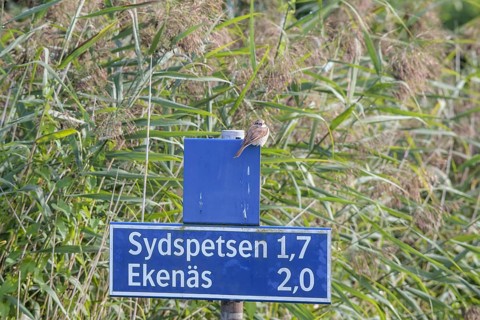 Female Red-backed Shrike (Lanius collurio) sitting on a blue shield against a background of reeds,