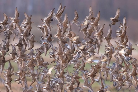 A flock of ruffs (Calidris pugnax, Syn.: Philomachus pugnax) flies close over the water, dynamic