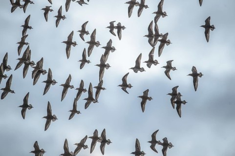 A flock of ruffs (Calidris pugnax, Syn.: Philomachus pugnax) flies against a cloudy sky and