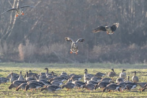 Bean geese (Anser fabalis), Emsland, Lower Saxony, Germany
