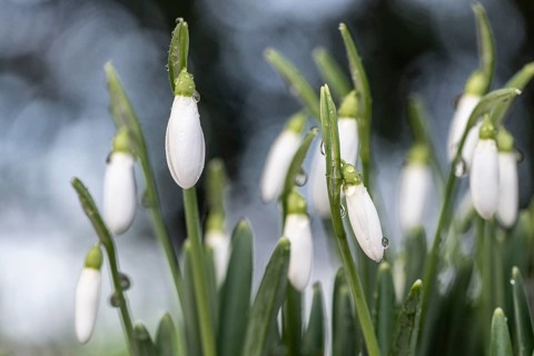 Snowdrop (Galanthus nivalis), Emsland, Lower Saxony, Germany