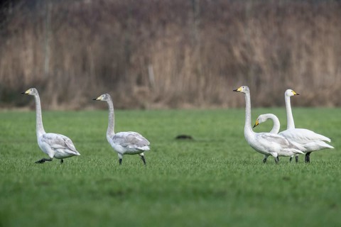 Whooper swans (Cygnus cygnus), Emsland, Lower Saxony, Germany