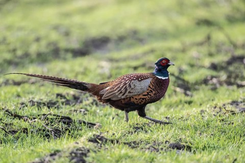 Hunting Pheasant (Phasianus colchicus), Emsland, Lower Saxony, Germany