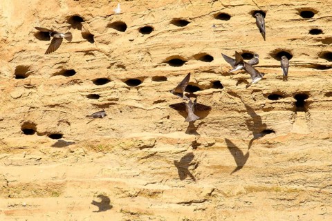 Several sand martins (Riparia riparia) nest in a sand pit Sand excavation and use the natural