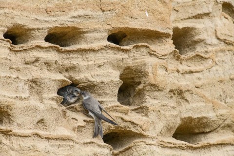 Sand martin (Riparia riparia) nesting in a sand pit Sand excavation and feeding chicks in a nest in