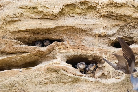 Sand martin (Riparia riparia) and chicks nesting in a sand pit Sand excavation, Osnabrücker Land,