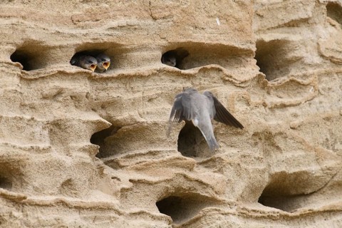 Sand martin (Riparia riparia) Young birds Chicks and feeding parents in a sand pit Sand excavation,
