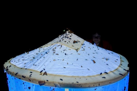 Close-up view of a light tent covered with insects, Lichtfang at night, Diepholz district, Lower