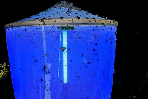 Illuminated and insect-covered light tent light capture at night under a dark sky, Diepholz