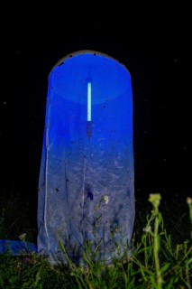 Close-up of a light tent light catch at night, loaded with insects and illuminated in bluish light,