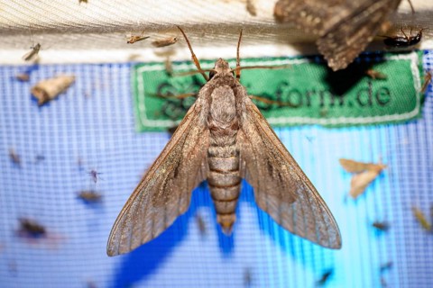 Close-up of a nocturnal butterfly pine hawkmoth (Sphinx pinastri) on a net during light trapping in