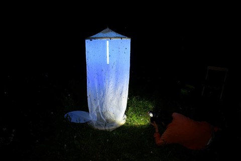 Person, biologist, butterfly researcher, biologist, butterfly researcher photographs an