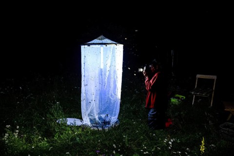 Person, biologist, butterfly researcher photographs an illuminated insect tent Light catch light at